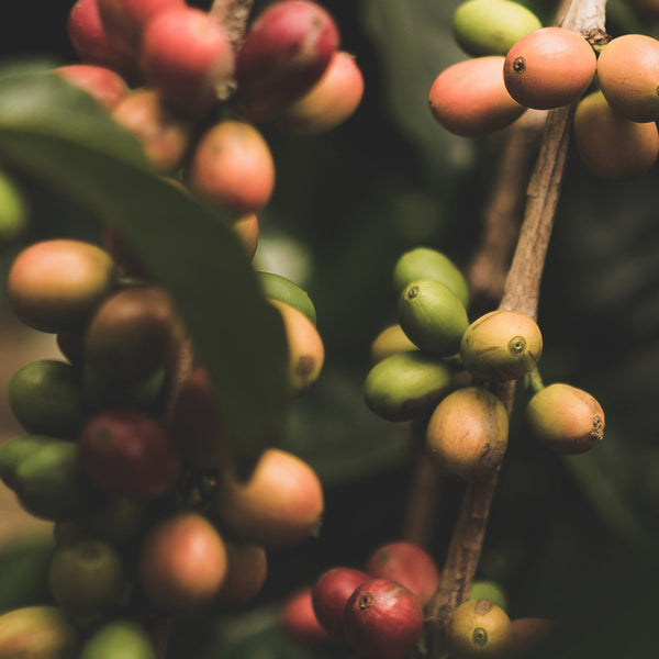 Huile de grain de café vert