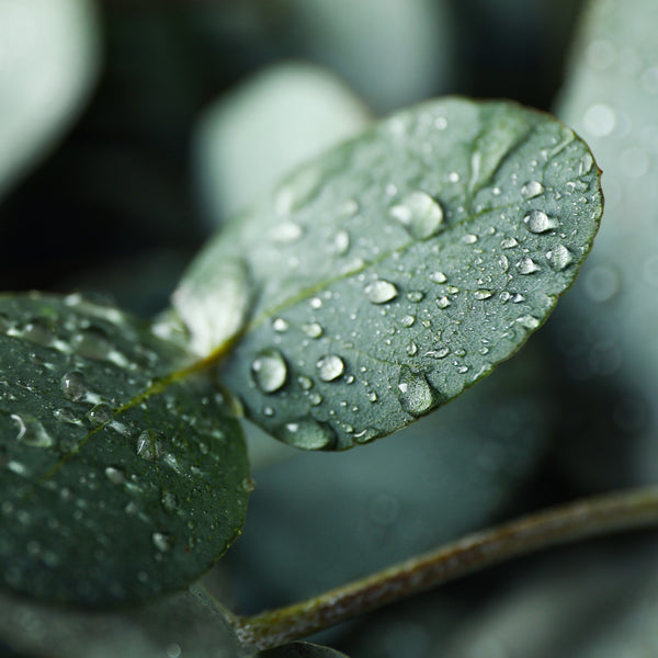 Extrait d'eucalyptus